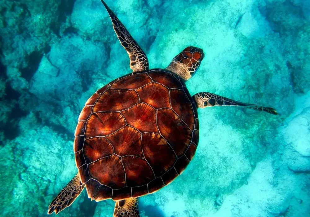 Ile procent oceanu jest odkryte? Zaskakujące fakty