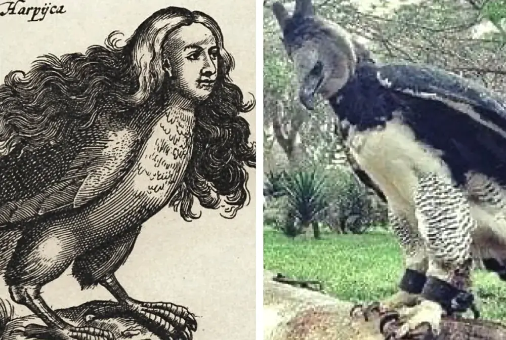 Harpie w mitologii greckiej - Ptak czy boska kara?