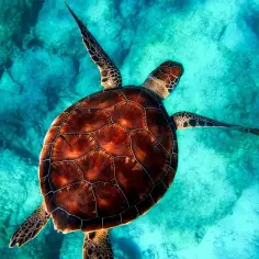 Żółw morski płynie w turkusowej wodzie. Ile procent oceanu jest odkryte? Wciąż niewiele, ale ten widok zachwyca.