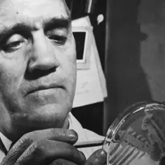 Alexander Fleming, który wynalazł antybiotyk, bada próbówkę z pleśnią.