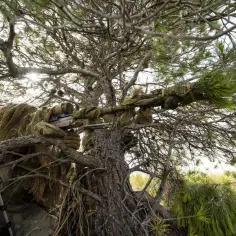 Ukryty w gałęziach drzewa, partyzant w ghillie suit celuje z karabinu snajperskiego.
