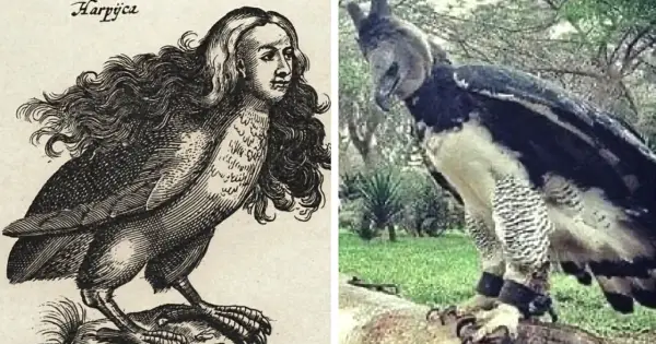 Harpie w mitologii greckiej - Ptak czy boska kara?